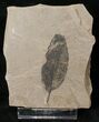 Fossil Allophylus Leaf - Green River Formation #16333-1